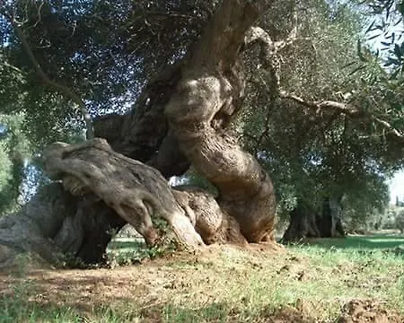 Perla Del Salento Фермерський будинок *